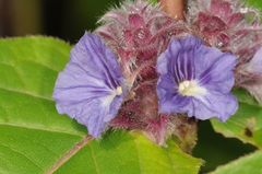 Neuracanthus sphaerostachyus