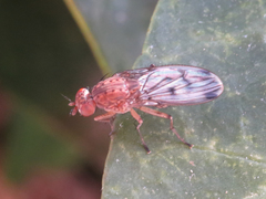 Suillia variegata