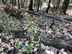 Sericocarpus oregonensis