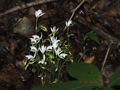 Triphora trianthophoros trianthophoros