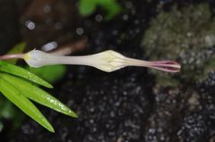 Ceropegia attenuata
