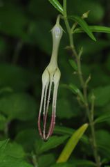 Ceropegia attenuata
