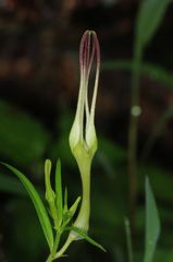 Ceropegia attenuata