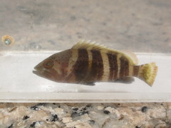 Yellow Grouper photo 2