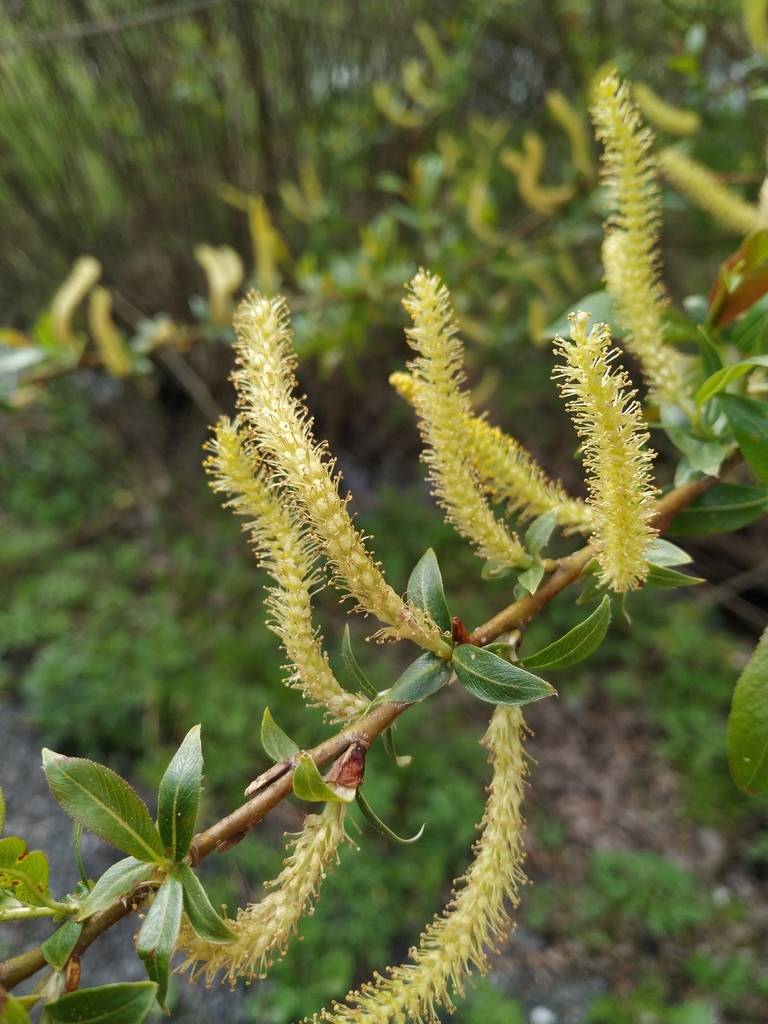 Salix triandra