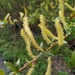 Salix triandra - Photo (c) Alexey P. Seregin,  זכויות יוצרים חלקיות (CC BY-NC), הועלה על ידי Alexey P. Seregin