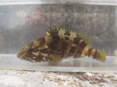 Epinephelus coioides