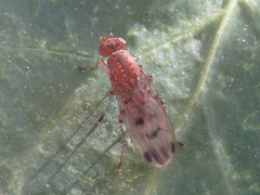 Suillia variegata