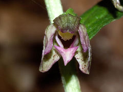 Epipactis placentina