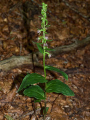 Epipactis placentina