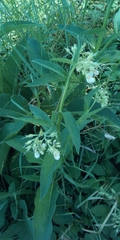 Symphytum officinale