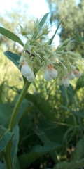 Symphytum officinale