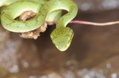 Craspedocephalus gramineus