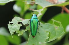 Chrysochroa rajah
