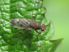 Suillia variegata