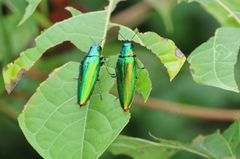 Chrysochroa rajah