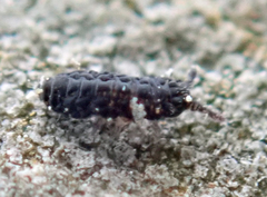 Neanuroidea
