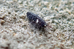 Neanuroidea
