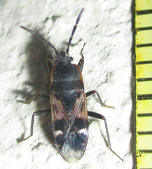 Lanchnophorus singalensis