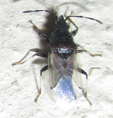 Oxycarenus