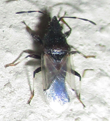 Oxycarenus