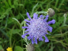 Scabiosa comosa