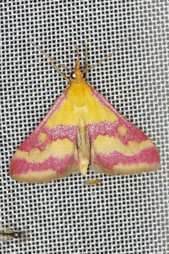 Pyrausta sanguinalis