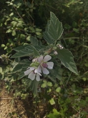 Althaea