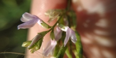 Astragalus sulcatus