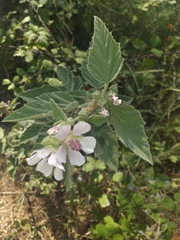 Althaea