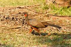 Penelope ochrogaster