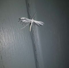 Pterophorus pentadactyla