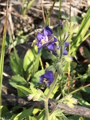 Polemonium occidentale occidentale
