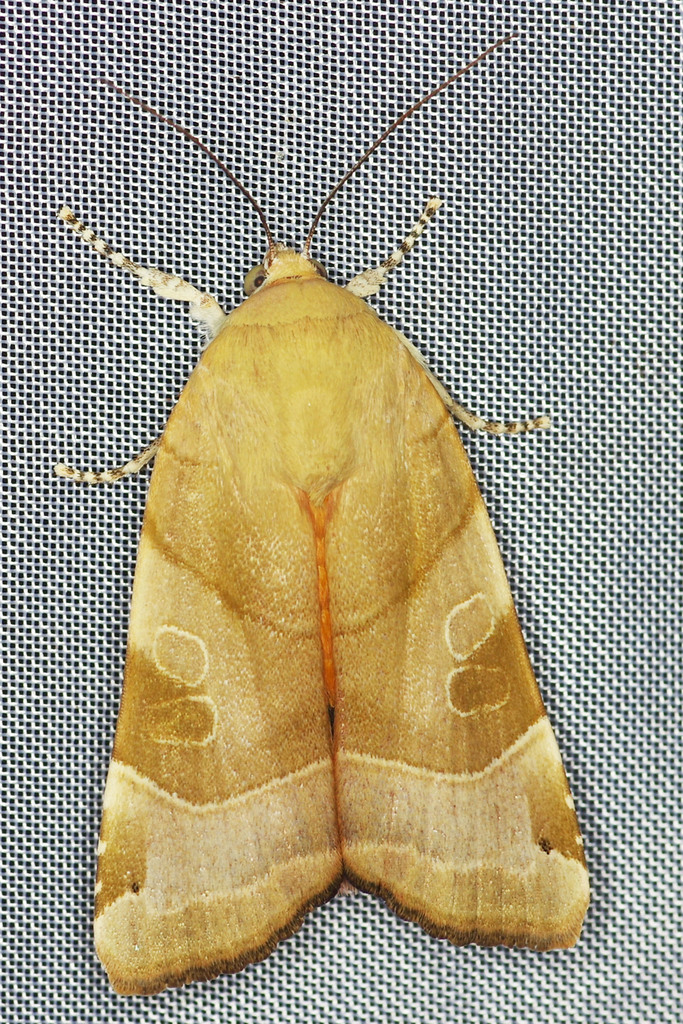 Broad-bordered Yellow Underwing