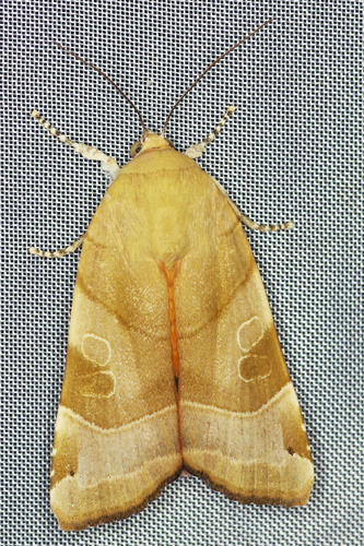 Broad-bordered Yellow Underwing