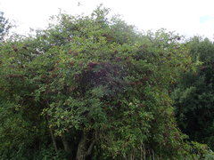 Sambucus nigra