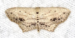 Scopula cacuminaria