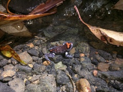 Pseudophryne australis