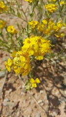 Psilostrophe tagetina