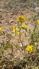 Psilostrophe tagetina