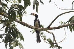 Lophoceros fasciatus