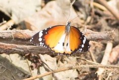 Danaus chrysippus alcippus