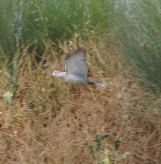 Streptopelia decaocto