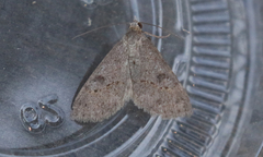 Hemeroplanis historialis