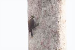 Chloropicus pyrrhogaster