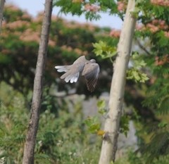 Streptopelia decaocto