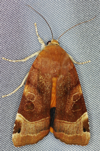 Broad-bordered Yellow Underwing