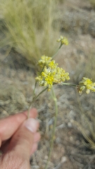 Eriogonum lachnogynum