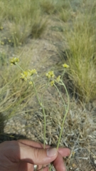 Eriogonum lachnogynum