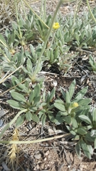 Eriogonum lachnogynum